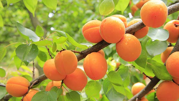 Абрикосы и персики не наливаются, усыхают: в чем причина