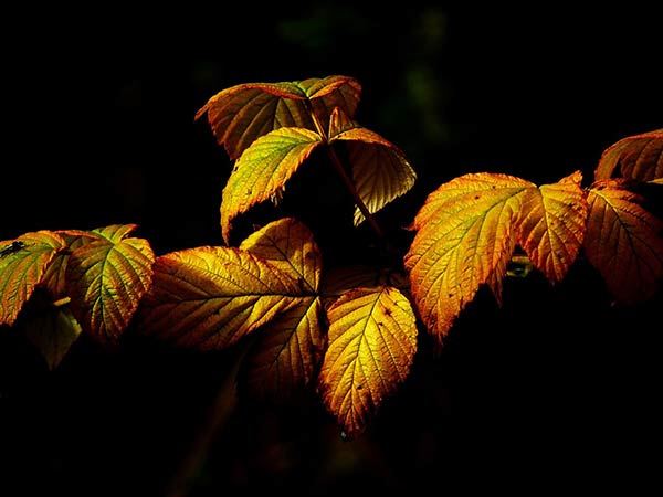 Что делать, если желтеют листья у растений