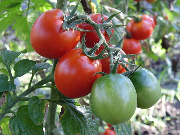 Как правильно поливать помидоры в открытом грунте