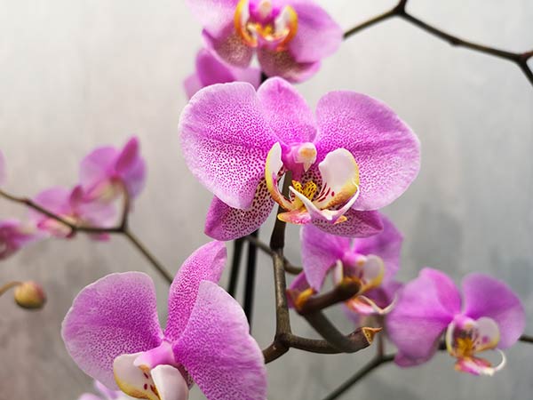 Как сознательно «убить» орхидею