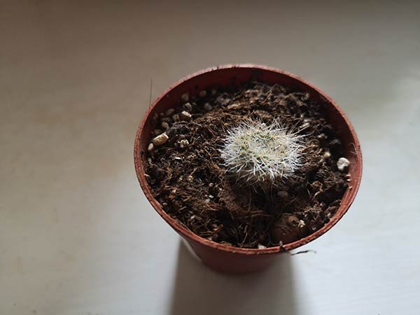 Как вырастить детку кактуса