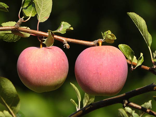 Как вырастить яблоню - советы и рекомендации