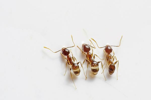 Как вывести муравьёв на даче