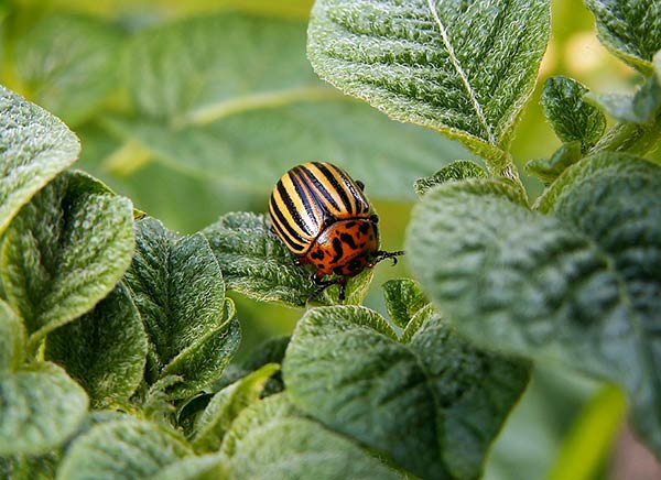 Колорадский жук: экологичные методы борьбы с вредителем