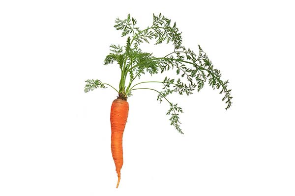 Морковь: почему корнеплод категорически не желает расти