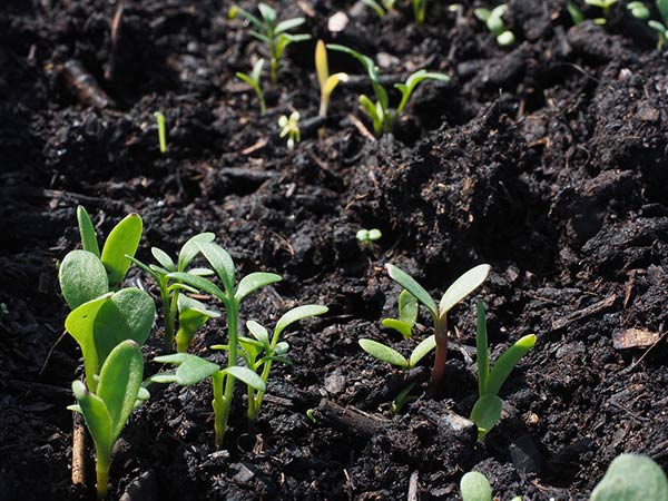 Обработка почвы: как сохранить и улучшить плодородие