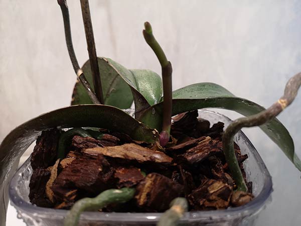 Орхидея выпустила цветонос: как помочь растению зацвести