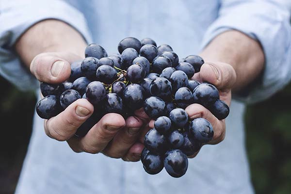 Виноград: как хранить после сбора урожая