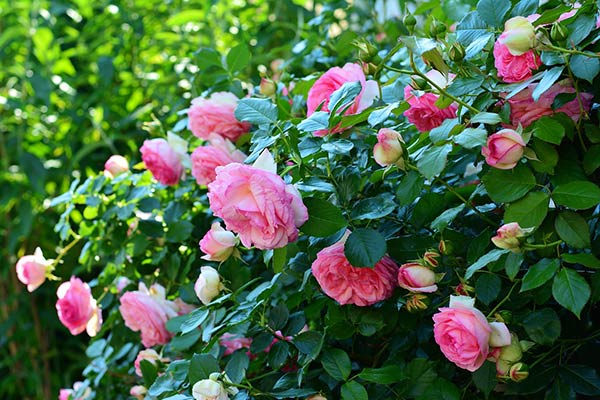 Выращивание розы в открытом грунте