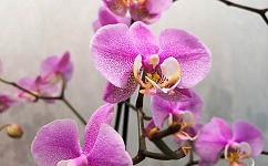 Как сознательно «убить» орхидею