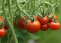 Топ-5 ошибок при выращивании томатов